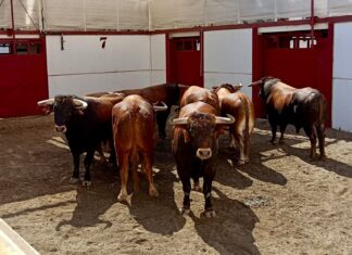 Orden de lidia y cuadrillas para la novillada inaugural del abono en La Malagueta