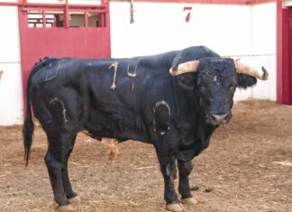 Orden de lidia de la corrida de Murteira Grave y cuadrillas para la alternativa de Pablo Páez