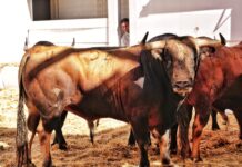 Orden de lidia y cuadrillas para la gran tarde de Roca Rey en Málaga