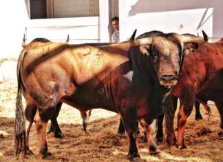 Orden de lidia y cuadrillas para la gran tarde de Roca Rey en Málaga