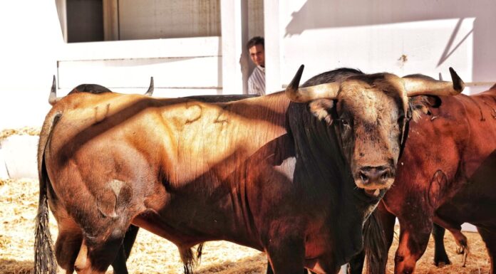 Orden de lidia y cuadrillas para la gran tarde de Roca Rey en Málaga