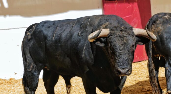Orden de lidia y cuadrillas para la corrida de este miércoles de Feria en La Malagueta