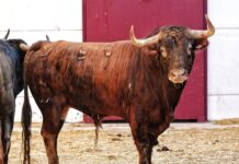 Orden de lidia y cuadrillas para el mano a mano de Emilio de Justo y Fortes