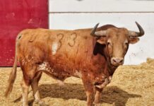 Orden de lidia y cuadrillas para la primera de Fortes en La Malagueta