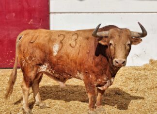 Orden de lidia y cuadrillas para la primera de Fortes en La Malagueta