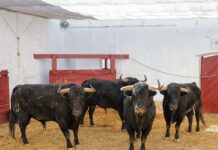 Orden de lidia y cuadrillas para la actuación de Fortes con Ortega y De Miranda en Almería