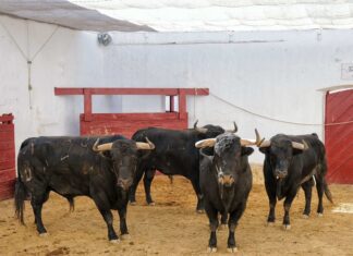 Orden de lidia y cuadrillas para la actuación de Fortes con Ortega y De Miranda en Almería