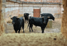 Los toros para el 30 Aniversario de Alternativa de Javier Conde ya están en Mallorca