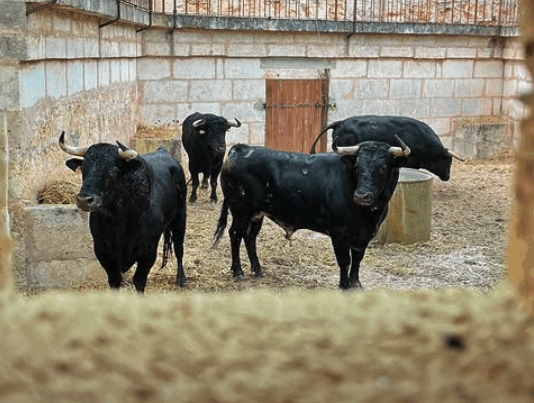 Los toros para el 30 Aniversario de Alternativa de Javier Conde ya están en Mallorca