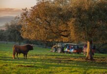 La Peña de Cártama prepara su primera excursión después de la temporada taurina